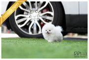 Rolly Teacup Puppies (SOLD to Reyes) Bebe - Pomeranian. M.