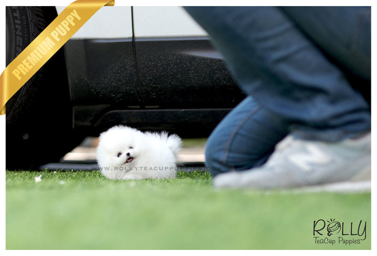 Rolly Teacup Puppies (SOLD to Reyes) Bebe - Pomeranian. M.