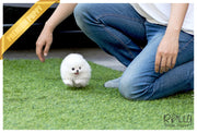 Rolly Teacup Puppies (SOLD to Reyes) Bebe - Pomeranian. M.