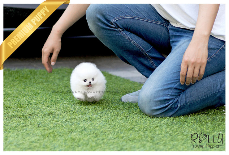 Rolly Teacup Puppies (SOLD to Reyes) Bebe - Pomeranian. M.
