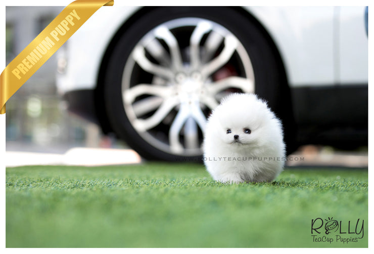 Rolly Teacup Puppies (SOLD to Reyes) Bebe - Pomeranian. M.