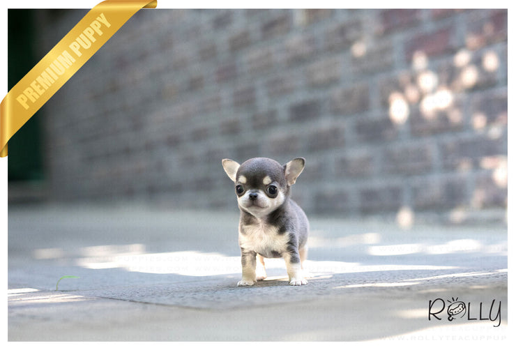 Rolly Teacup Puppies (Purchased by Grubbs) Bella - Chihuahua. F.