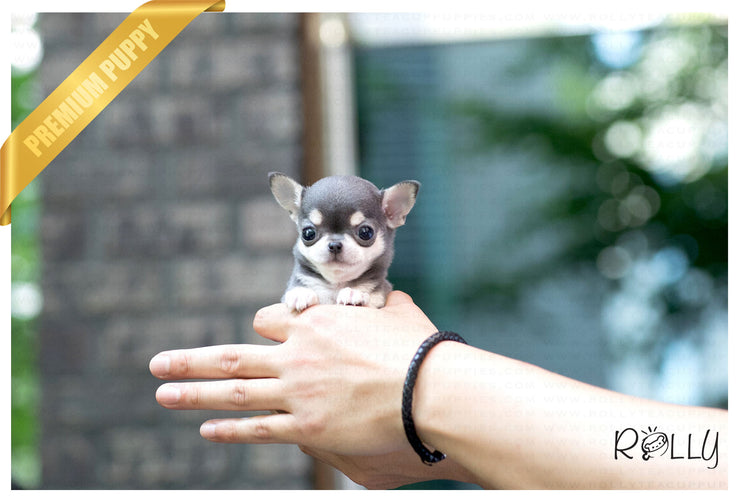 Rolly Teacup Puppies (Purchased by Grubbs) Bella - Chihuahua. F.