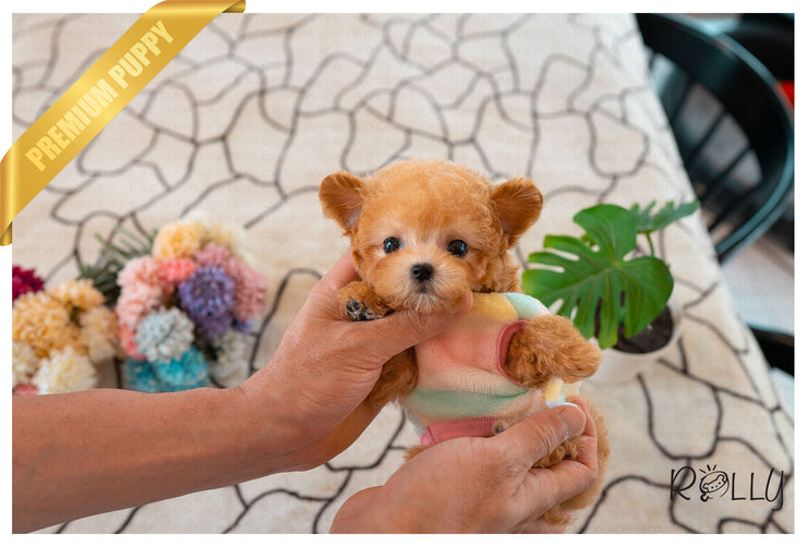 Rolly Teacup Puppies (Purchased by Estrada) MUFFIN -Poodle. M.