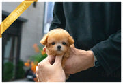 Rolly Teacup Puppies (Purchased by Estrada) MUFFIN -Poodle. M.