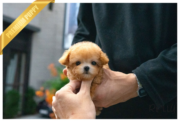 Rolly Teacup Puppies (Purchased by Estrada) MUFFIN -Poodle. M.