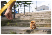 Rolly Teacup Puppies (Purchased by Estrada) MUFFIN -Poodle. M.
