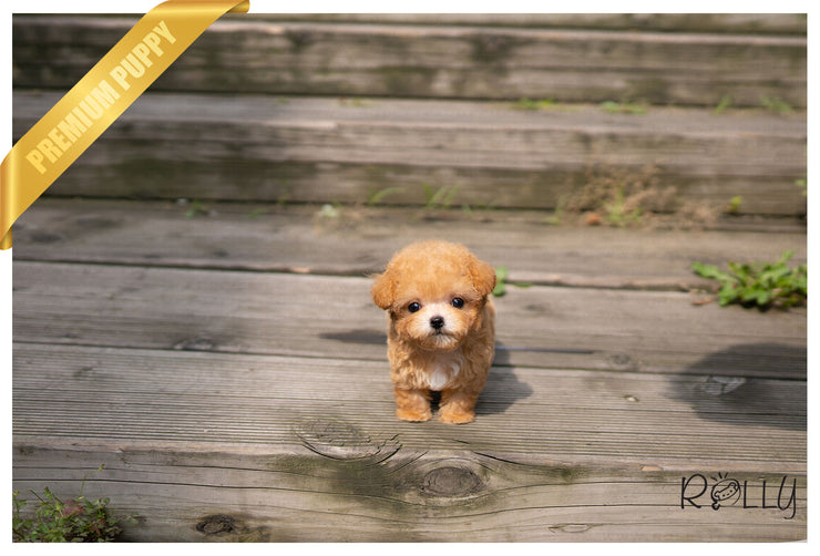 Rolly Teacup Puppies (Purchased by Estrada) MUFFIN -Poodle. M.