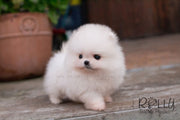 Rolly Teacup Puppies Belle - Pomeranian.
