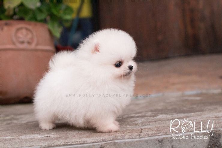 Rolly Teacup Puppies Belle - Pomeranian.