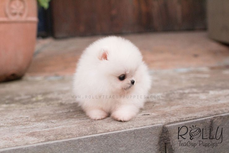 Rolly Teacup Puppies Belle - Pomeranian.