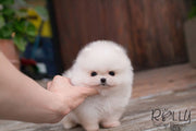 Rolly Teacup Puppies Belle - Pomeranian.