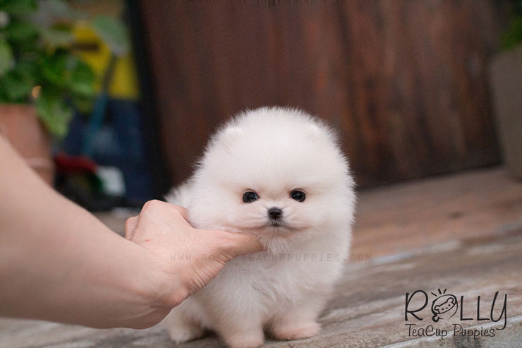 Rolly Teacup Puppies Belle - Pomeranian.