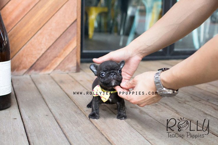 Rolly Teacup Puppies Ben - French Bulldog.