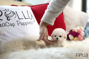Rolly Teacup Puppies (Purchased by Thai) Benji - Maltipoo. M.