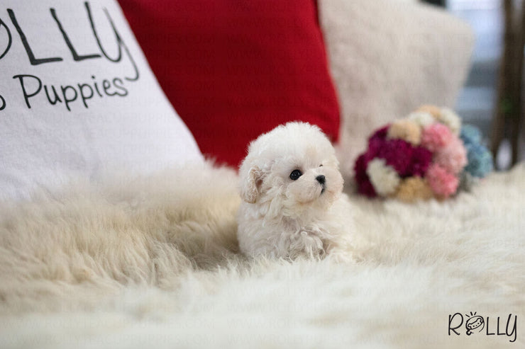 Rolly Teacup Puppies (Purchased by Thai) Benji - Maltipoo. M.