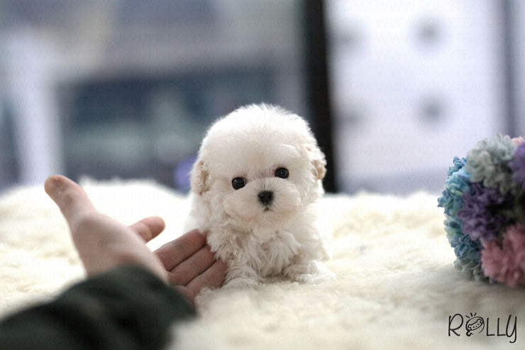 Rolly Teacup Puppies (Purchased by Thai) Benji - Maltipoo. M.