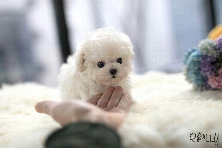 Rolly Teacup Puppies (Purchased by Thai) Benji - Maltipoo. M.