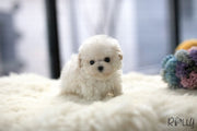 Rolly Teacup Puppies (Purchased by Thai) Benji - Maltipoo. M.
