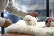 Rolly Teacup Puppies (Purchased by Thai) Benji - Maltipoo. M.
