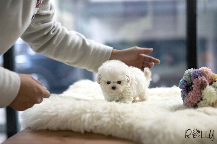 Rolly Teacup Puppies (Purchased by Thai) Benji - Maltipoo. M.