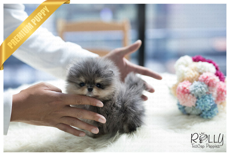 Rolly Teacup Puppies (Purchased by Lopez) Bentley - Pomeranian. M.