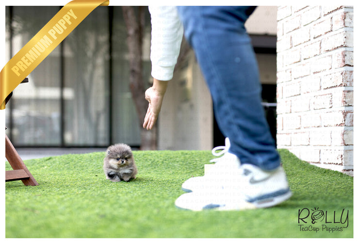 Rolly Teacup Puppies (Purchased by Lopez) Bentley - Pomeranian. M.
