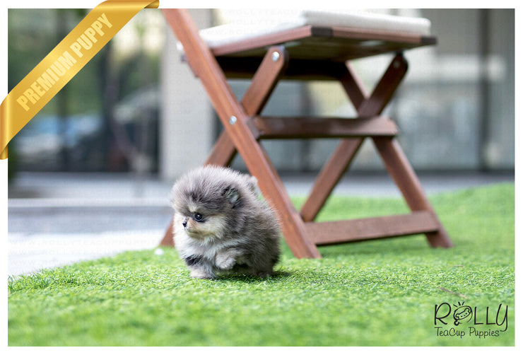 Rolly Teacup Puppies (Purchased by Lopez) Bentley - Pomeranian. M.