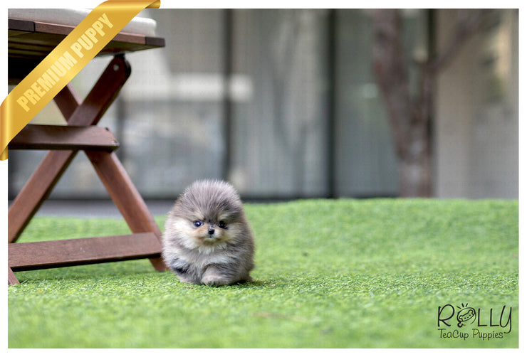 Rolly Teacup Puppies (Purchased by Lopez) Bentley - Pomeranian. M.