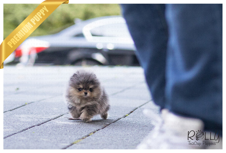 Rolly Teacup Puppies (Purchased by Lopez) Bentley - Pomeranian. M.