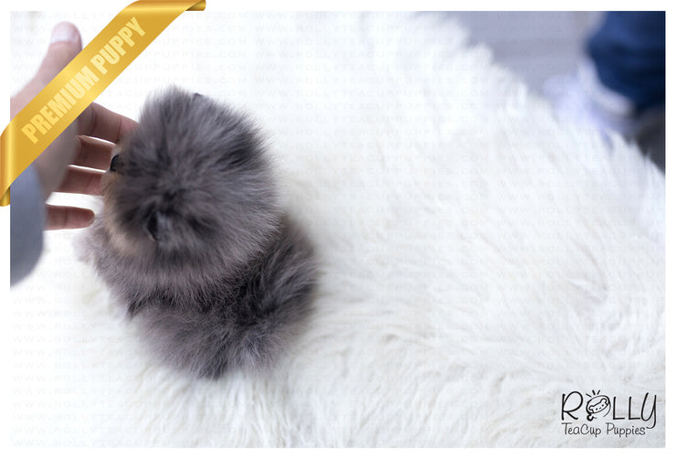 Rolly Teacup Puppies (Purchased by Lopez) Bentley - Pomeranian. M.