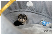 Rolly Teacup Puppies (PURCHASED by Halcrow) BERRY - Morkie. F.