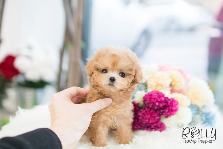 Rolly Teacup Puppies (SOLD to R.F) Beth - Poodle F..