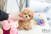 Rolly Teacup Puppies (SOLD to R.F) Beth - Poodle F..