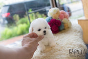 Rolly Teacup Puppies Mercy - Bichon Frise.