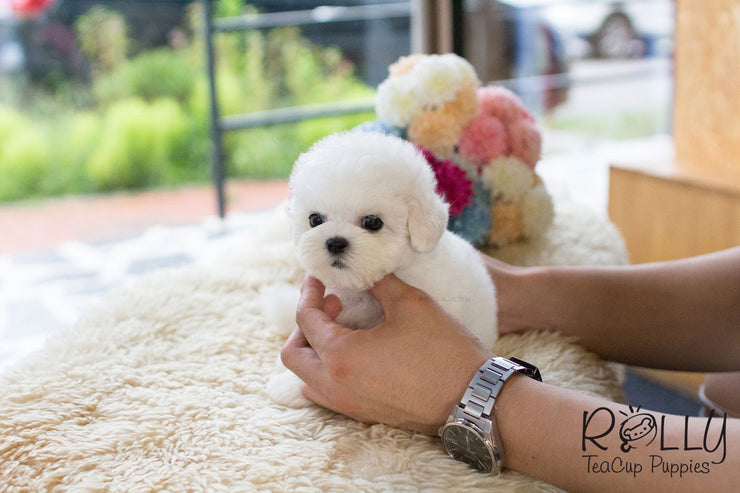 Rolly Teacup Puppies Mercy - Bichon Frise.