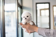 Rolly Teacup Puppies Anna - Bichon. F.