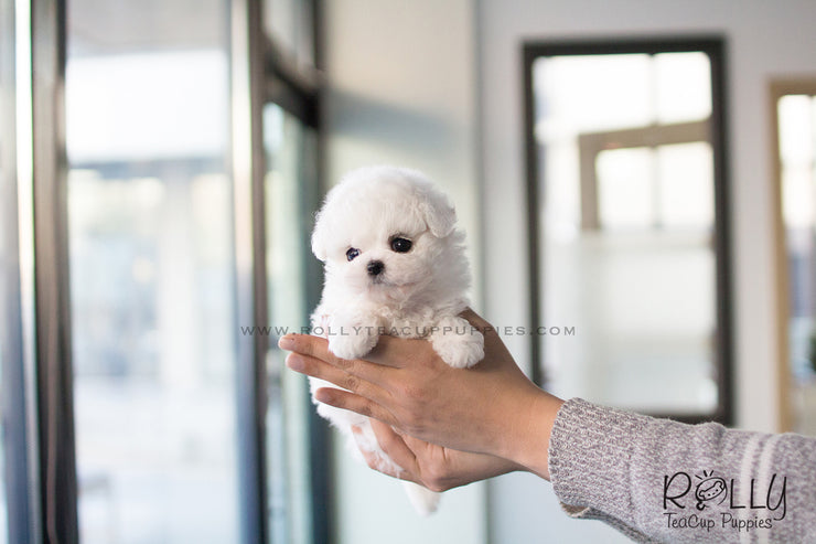 Rolly Teacup Puppies Anna - Bichon. F.