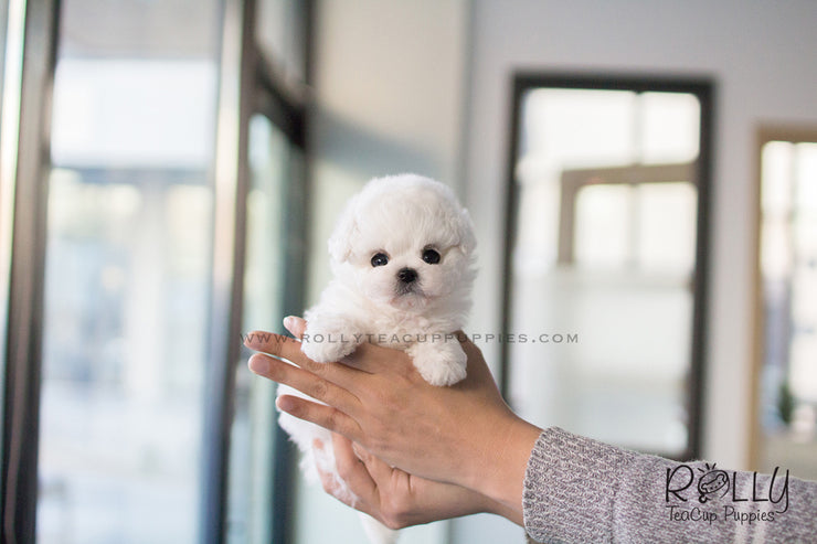 Rolly Teacup Puppies Anna - Bichon. F.