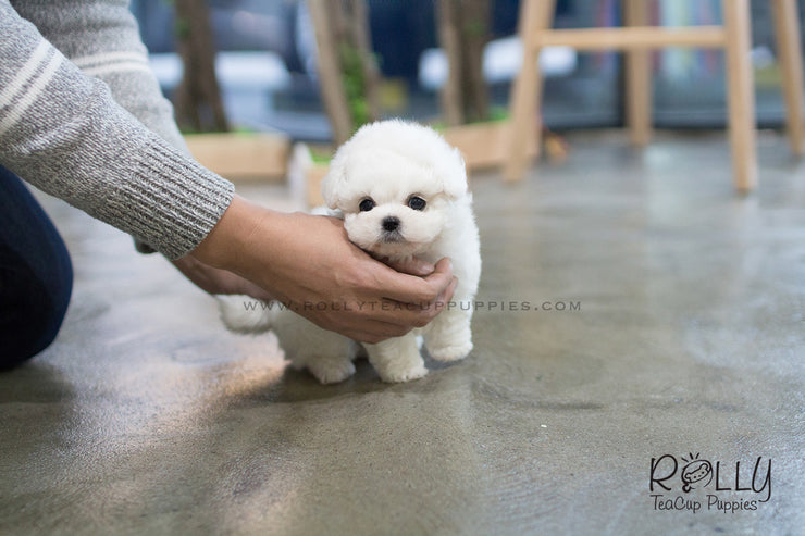 Rolly Teacup Puppies Anna - Bichon. F.