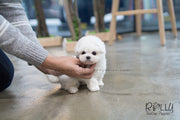 Rolly Teacup Puppies Anna - Bichon. F.