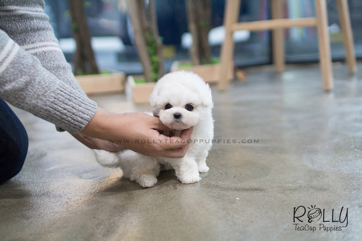 Rolly Teacup Puppies Anna - Bichon. F.