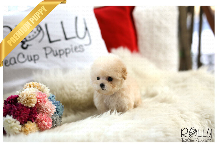 Rolly Teacup Puppies (Purchased by Lee) Biscuit - Poodle. F.