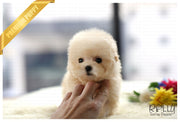 Rolly Teacup Puppies (Purchased by Lee) Biscuit - Poodle. F.