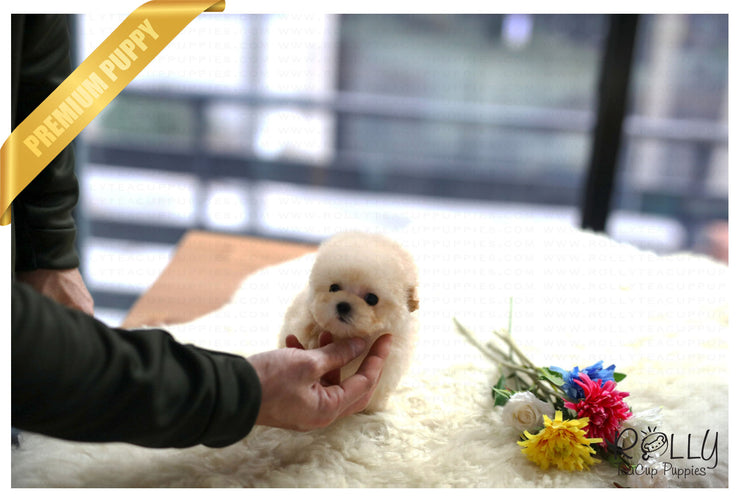 Rolly Teacup Puppies (Purchased by Lee) Biscuit - Poodle. F.