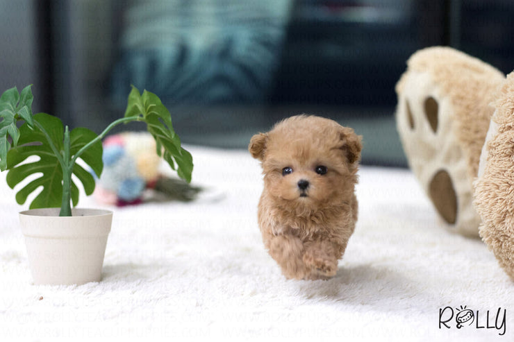 Rolly Teacup Puppies (Purchased by Turki) Biscuit - Poodle. M.