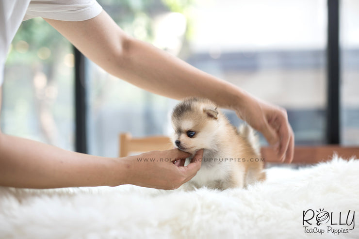 Rolly Teacup Puppies (SOLD to Kua) Blake - Pomsky. M.