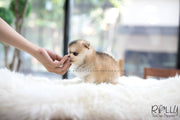 Rolly Teacup Puppies (SOLD to Kua) Blake - Pomsky. M.