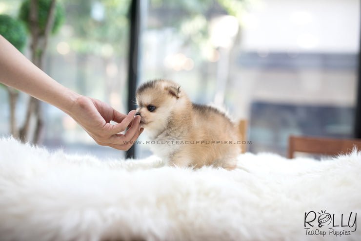 Rolly Teacup Puppies (SOLD to Kua) Blake - Pomsky. M.