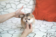 Rolly Teacup Puppies (SOLD to Kua) Blake - Pomsky. M.